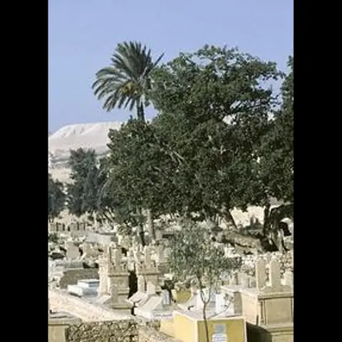 ضوء غامض على أحد اشجار المقابر