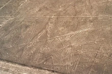 طائر فلامينغو في خطوط نازكا - بيرو